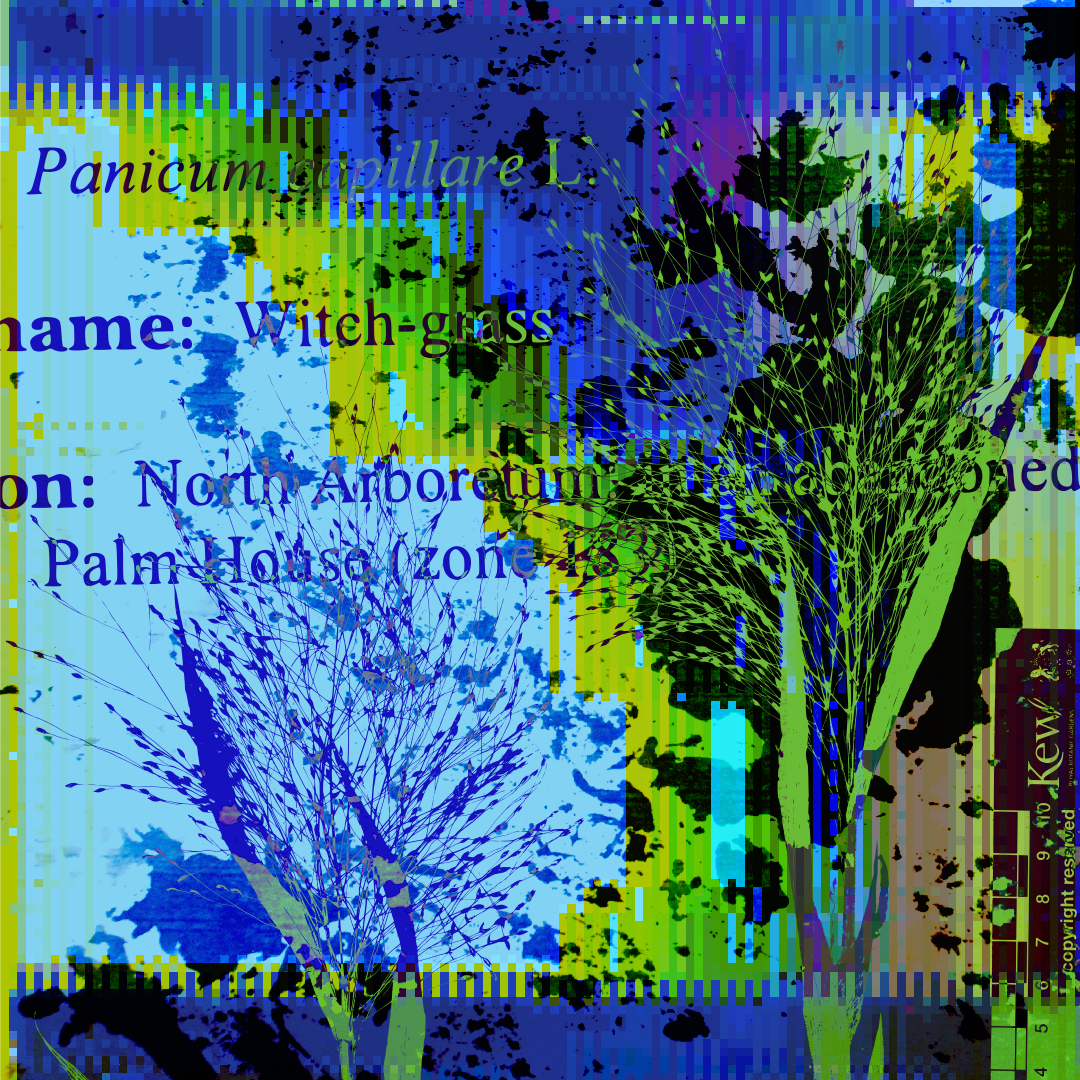 A blue and green glitch art image overlaid with ink splotches and a preserved sample of witch grass. Text overlaid from the sample record says "Panicum capillare L., Witch grass, North Arboretum in an abandoned... Palm House (zone 183)"