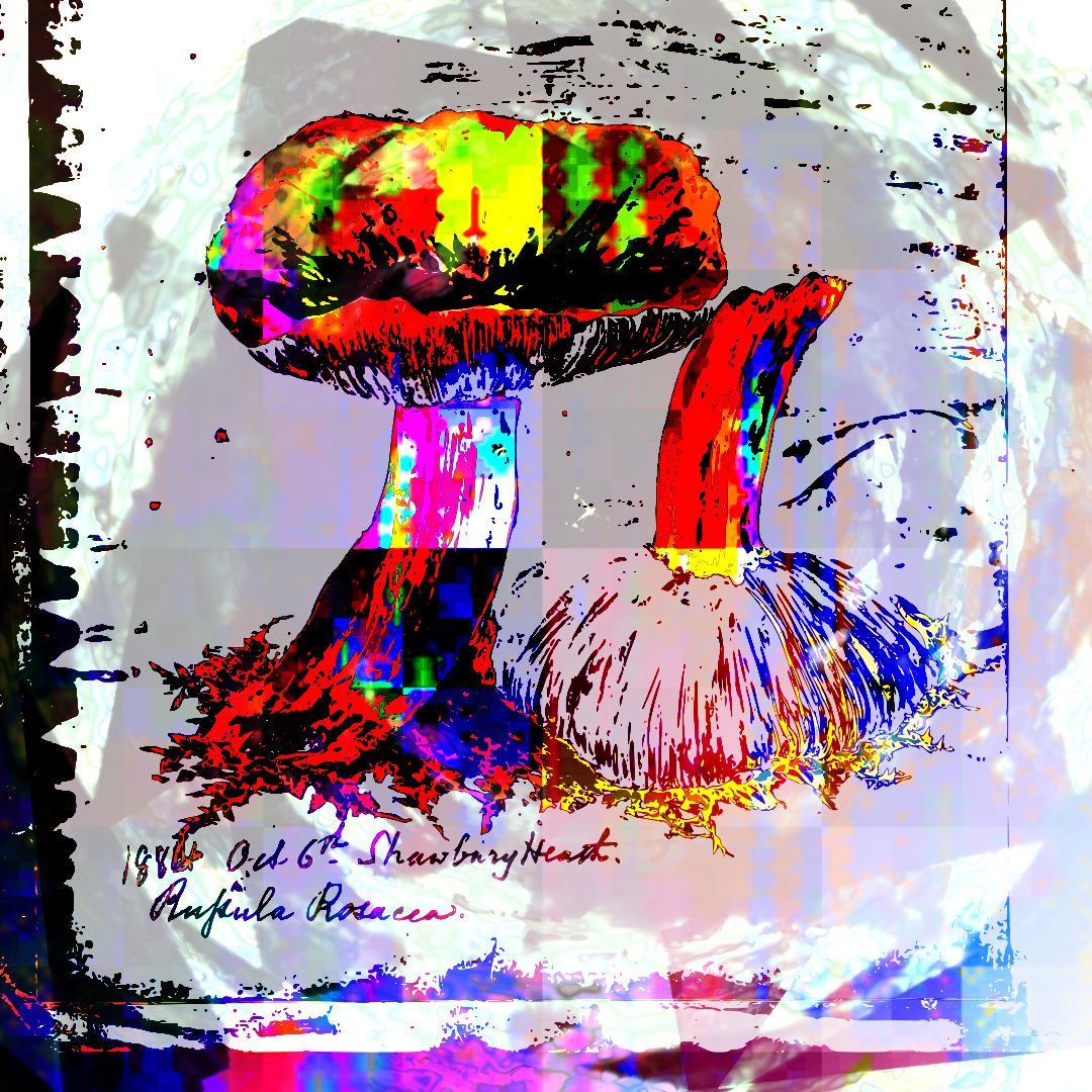 Illustration of two mushrooms, one upright and one upside down to show the gills. Rendered in bright red, yellow, cyan and blue, with black shadows and an occasional green glow. The image is broken into four quadrants, each coloured slightly differently. Rough marks around the outside of the image also glow in many colours. Label reads '1881 6th Oct Shawbury Heath, Russula Rosacea'